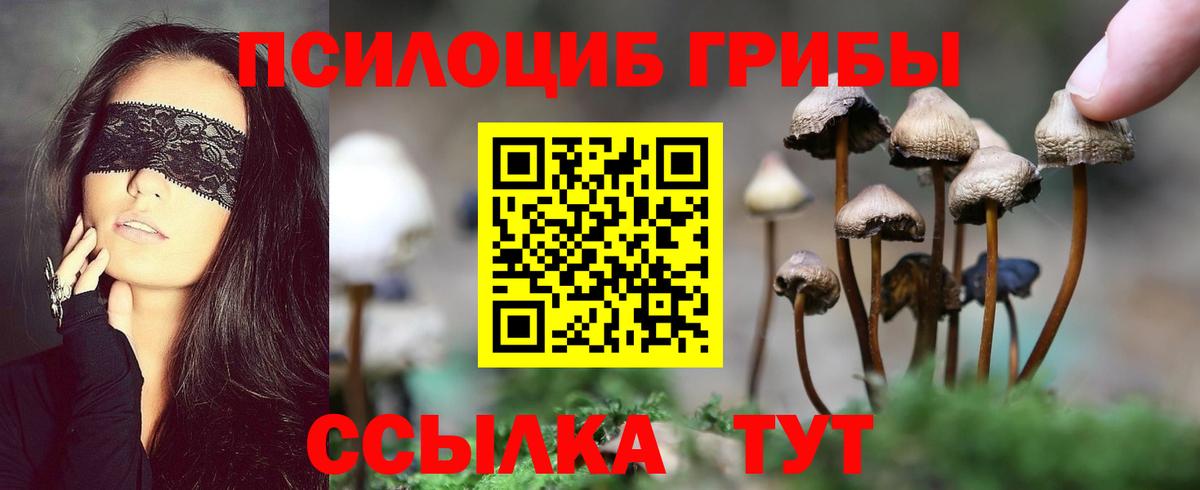 Галлюциногенные грибы Psilocybe Лабинск